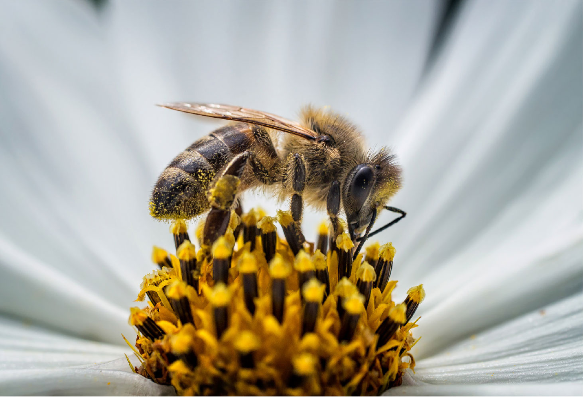 bee flower