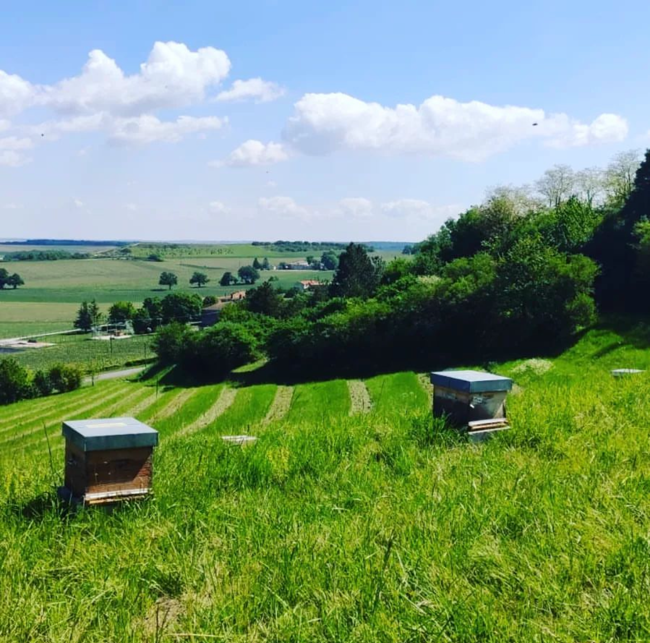 Developpement et protection de la biodiversité dans les vignes