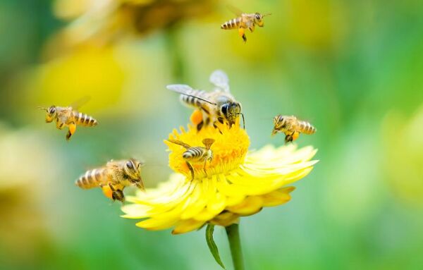 bees around flower