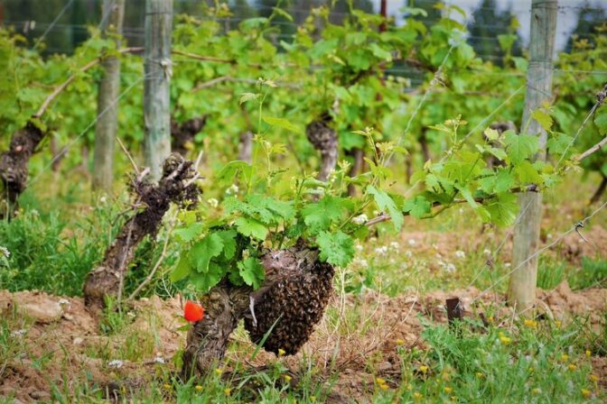 essaim abeille vigne