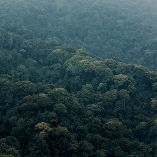 foret nyungwe 3