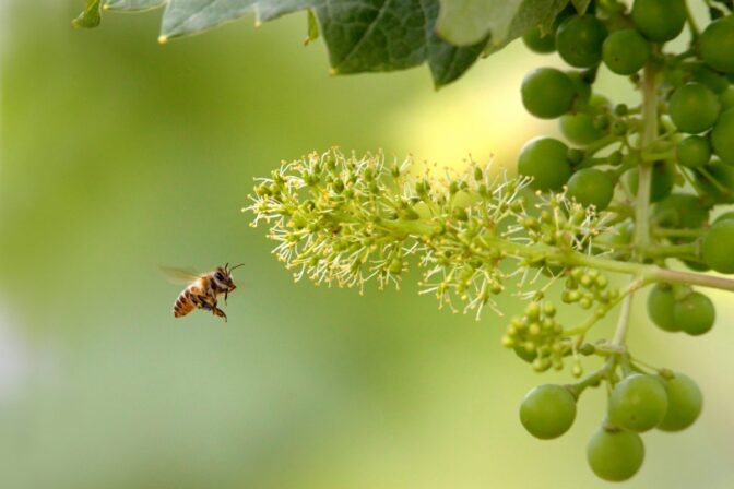 Reprises début mai des expérimentations faites avec nos partenaire viticulteurs pour la saison 2024 sur les propriétés antifongiques des propolis.