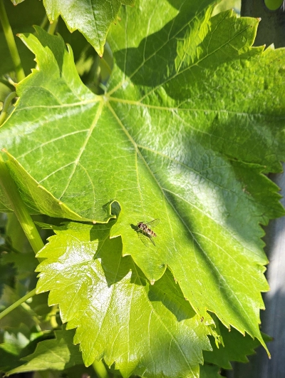 vigne abeille